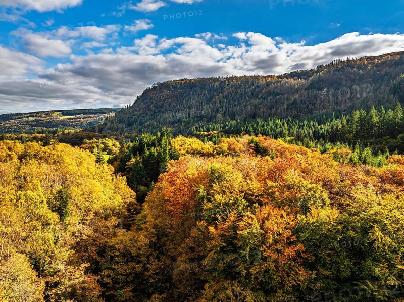 Autumn colours over Gwydir Forest Park from a drone, Afon Lledr, Road A470, Snowdonia, Eryri, Wales, England, United Kingdom