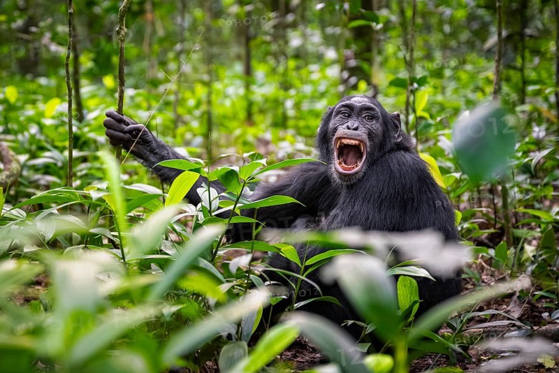 Aggression, chimpanzee (Pan Troglodytes) baring teeth, adult male between leaves in jungle, Kibale National Park, Uganda