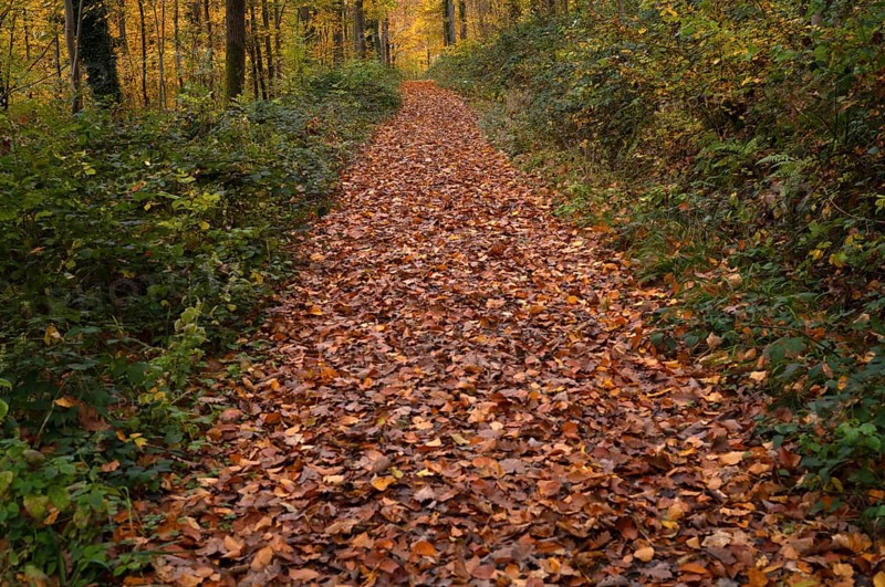 Autumn leaves on forest trail, Oberstenfeld, Bottwartal, Löwensteiner Mountains, autumn colors, autumn, atmospheric, Baden-Württemberg, Germany