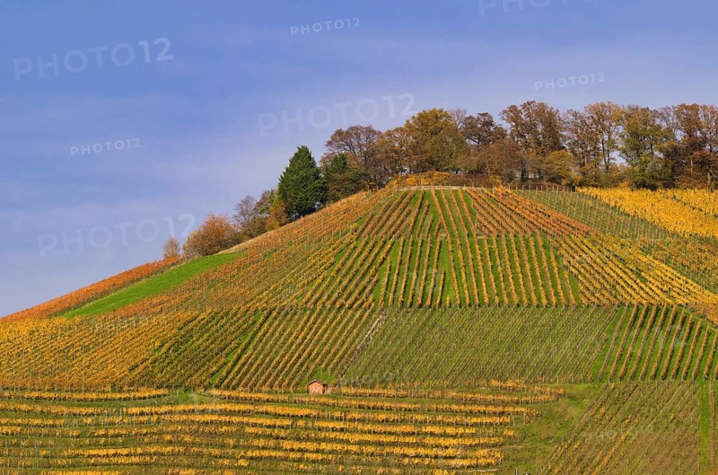 Vineyard, vines, vines, viticulture, autumn colors, autumn, autumn, graphic, Beilstein, Bottwartal, Löwensteiner Mountains, Baden-Württemberg, Germany