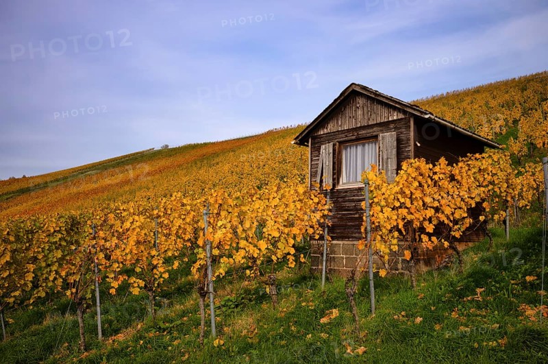 Vineyard house in the vineyard, vines, viticulture, Oberstenfeld, Bottwartal, Löwensteiner Mountains, autumn colors, autumn, Baden-Württemberg, Germany