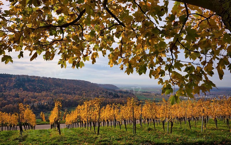 Vineyard, vines, grapevines, viticulture, Oberstenfeld, Bottwartal, Löwensteiner Mountains, autumn colors, autumn, Baden-Württemberg, Germany