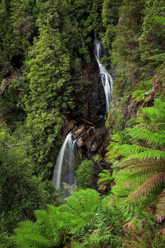 Philosopher Falls in the deep green forest with myrtle trees and ferns in Tasmania