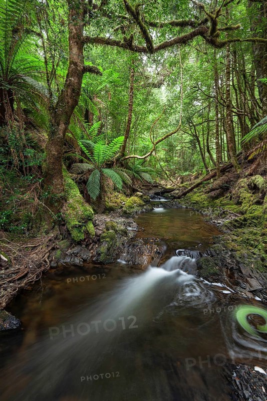 Arthur River at Philosopher Falls in the deep green forest with myrtle trees and ferns in Tasmania