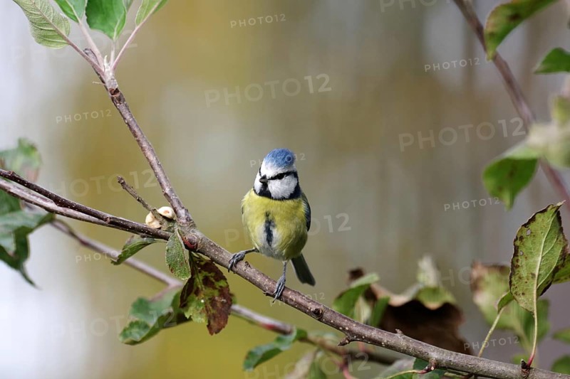 Blue tit (Cyanistes caeruleus), autumn, branch, apple tree, cute, colorful, bird feeding, The blue tit has discovered nuts in the tree