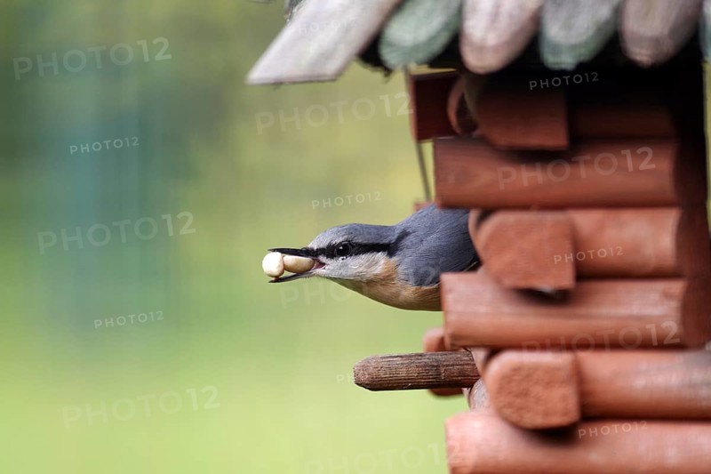 Nuthatch (Sitta europaea), birdhouse, birdseed, close-up, beak, autumn, Germany, The nuthatch fetched nuts from the birdhouse