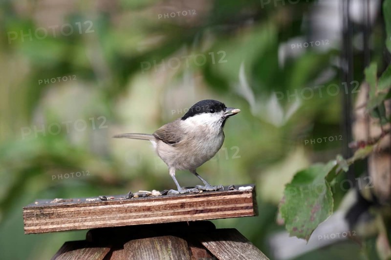 Swamp tit (Poecile palustris), bird food, autumn, The nun tit has found nuts at the feeding site in the garden