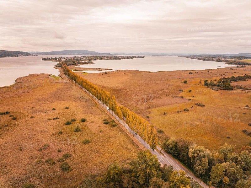 Landscape in autumn with a long road and orange tree rows, Lindau, Lake Constance, Germany