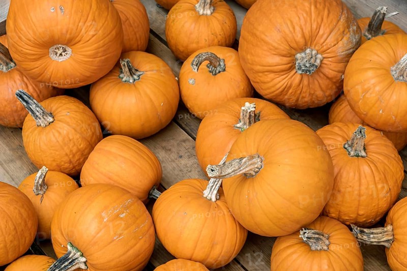Large number of orange pumpkins stacked on wooden ground, North Rhine-Westphalia, Germany