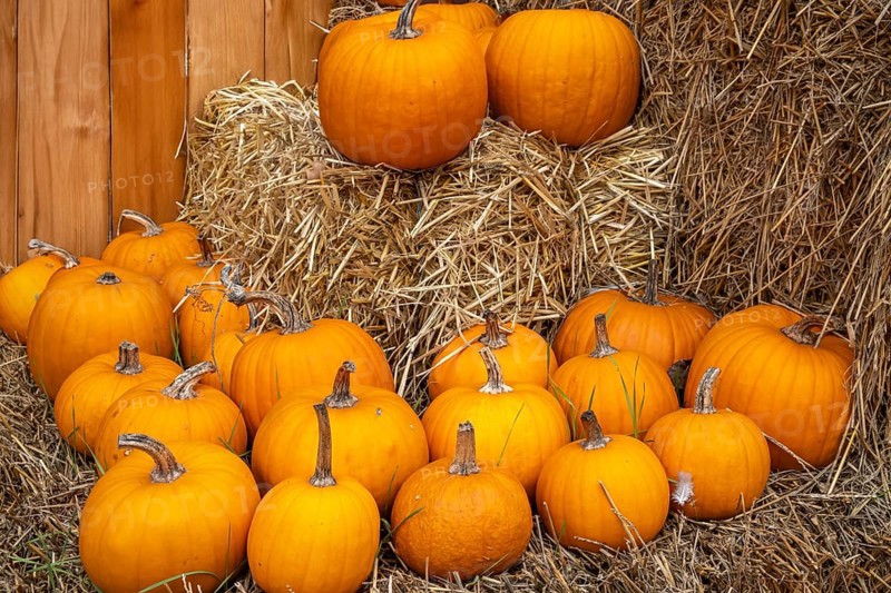 Orange pumpkins arranged on straw bales in front of a wooden barn wall, North Rhine-Westphalia, Germany