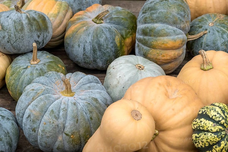 Various pumpkins in blue, yellow and orange arranged on a wooden table, North Rhine-Westphalia, Germany