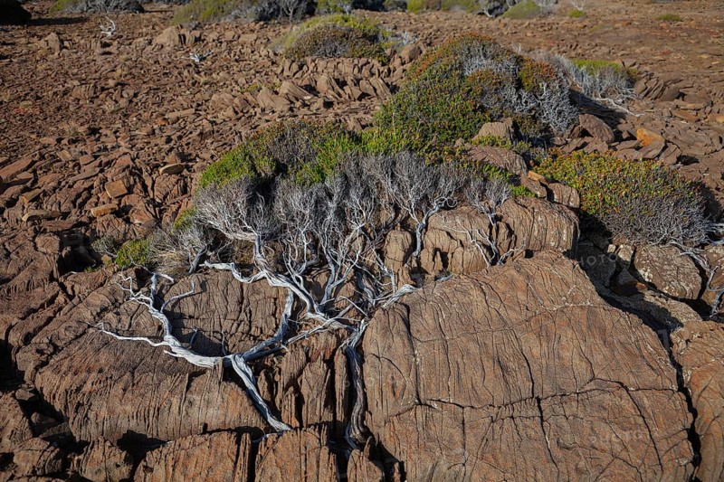 Bush pressed into the rock by the wind. Cape Raoul, Tasman Peninsula, Tasmania, Australia