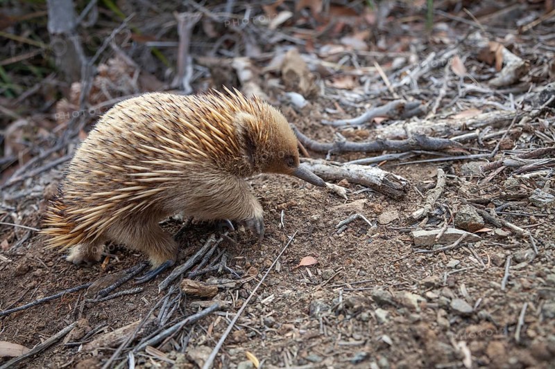 An echidna runs along the path at sunset. Warm light lies over rocks and the sea. Cape Raoul, Tasman Peninsula, Tasmania, Australia