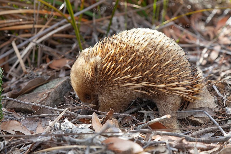 An ant hedgehog searches for food and rummages through the ground along the path at sunset. Warm light shines over rocks and the sea. Cape Raoul, Tasman Peninsula, Tasmania, Australia