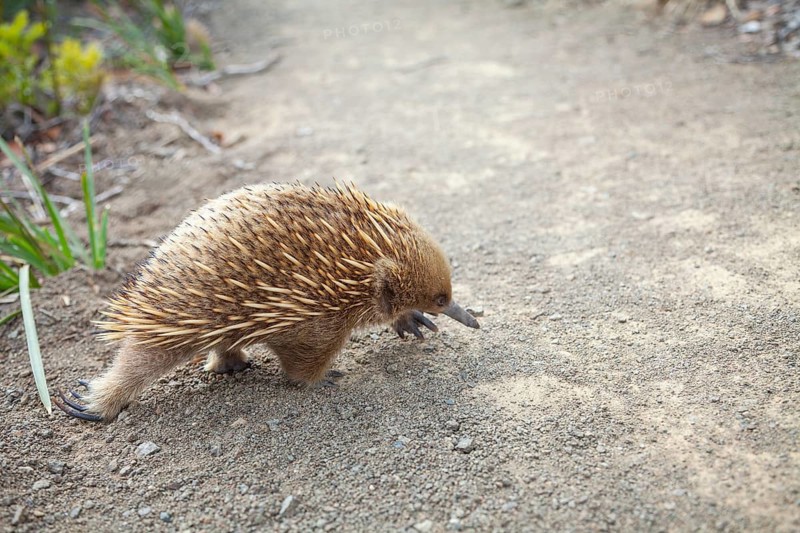 An echidna runs across the path at sunset. Warm light lies over rocks and the sea. Cape Raoul Track, Tasman Peninsula, Tasmania, Australia