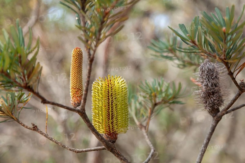 Australian Banksia between rocks and scrubland near Cape Raoul Tasmania