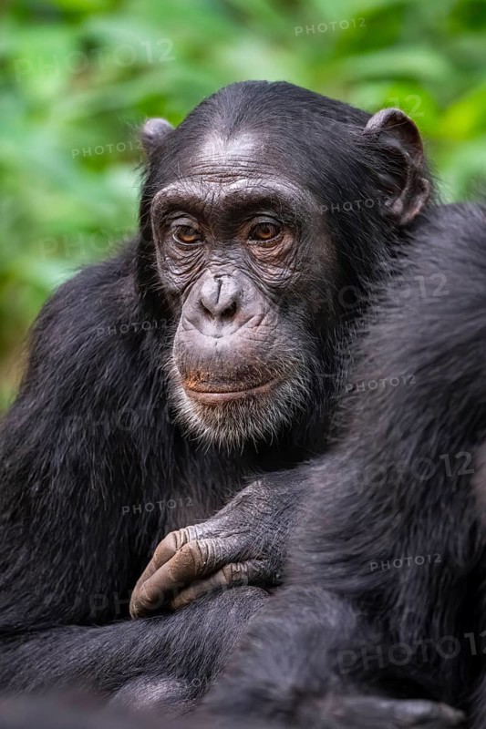 Chimpanzee (Pan Troglodytes), sad animal portrait, male in jungle, Kibale National Park, Uganda