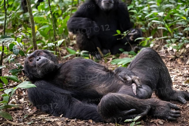 Adult male with hand on penis, chimpanzee (Pan Troglodytes), adult male lying funny in the jungle, Kibale National Park, Uganda