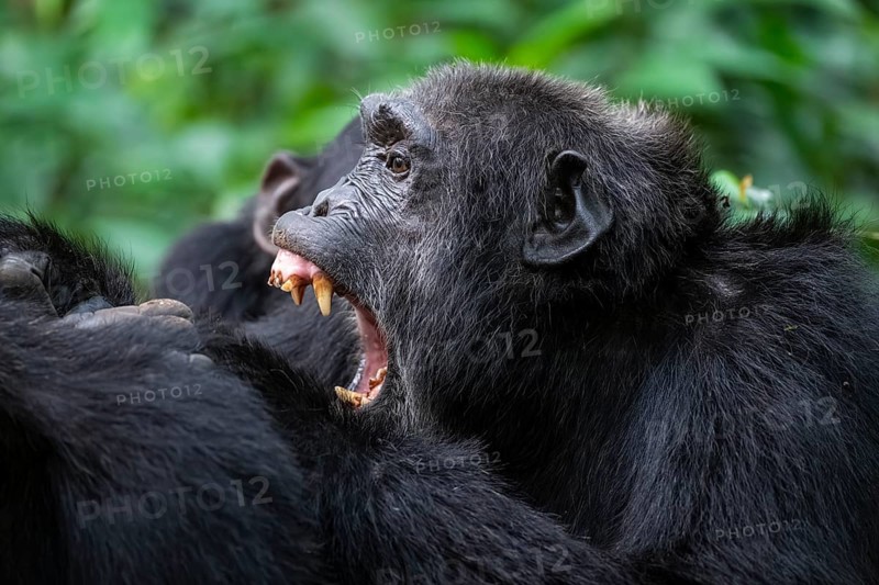 Chimpanzee (Pan Troglodytes), aggression, animal portrait, male grooming in the jungle, Kibale National Park, Uganda