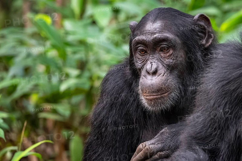 Chimpanzee (Pan Troglodytes), sad animal portrait, male in jungle, Kibale National Park, Uganda