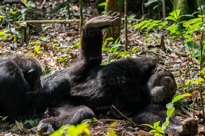 Chimpanzee (Pan Troglodytes) sticks foot in the air, male defrosting, grooming in the jungle, Kibale National Park, Uganda