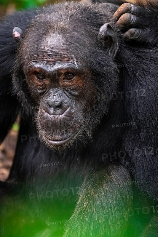 Chimpanzee (Pan Troglodytes), animal portrait, male grooming in the jungle, Kibale National Park, Uganda