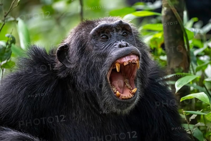 Beautiful animal portrait, chimpanzee (Pan Troglodytes), adult male baring teeth, aggression in the jungle, Kibale National Park, Uganda