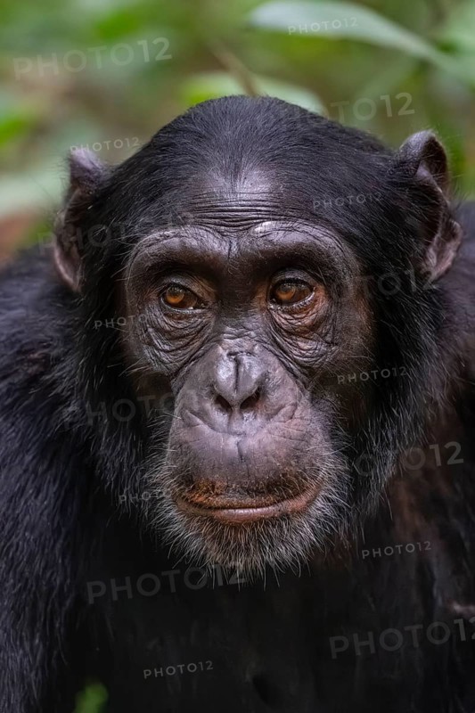 Animal portrait, chimpanzee (Pan Troglodytes), adult male in jungle, Kibale National Park, Uganda