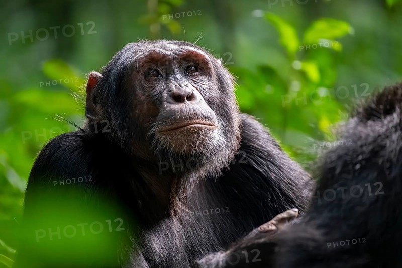 Beautiful animal portrait, chimpanzee (Pan Troglodytes), adult male in jungle, Kibale National Park, Uganda