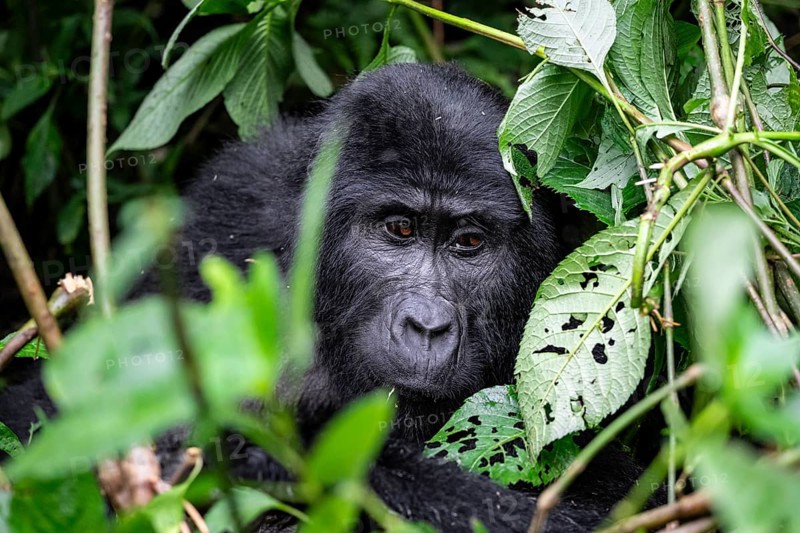 Mountain gorilla (Gorilla beringei beringei), between leaves, animal portrait, Bwindi Impenetrable Forest, Uganda