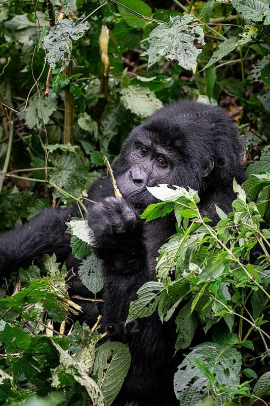 Mountain gorilla (Gorilla beringei beringei), eating leaves, Bwindi Impenetrable Forest, Uganda