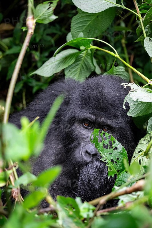 Mountain gorilla (Gorilla beringei beringei), between leaves, animal portrait, Bwindi Impenetrable Forest, Uganda