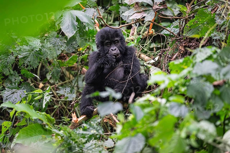 Mountain gorilla (Gorilla beringei beringei), juvenile, eats leaves, Bwindi Impenetrable Forest, Uganda