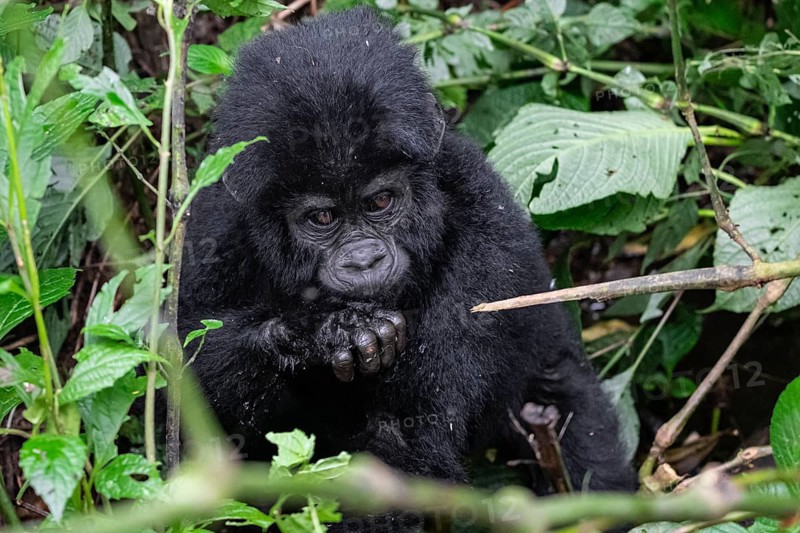 Mountain gorilla (Gorilla beringei beringei), juvenile, Bwindi Impenetrable Forest, Uganda