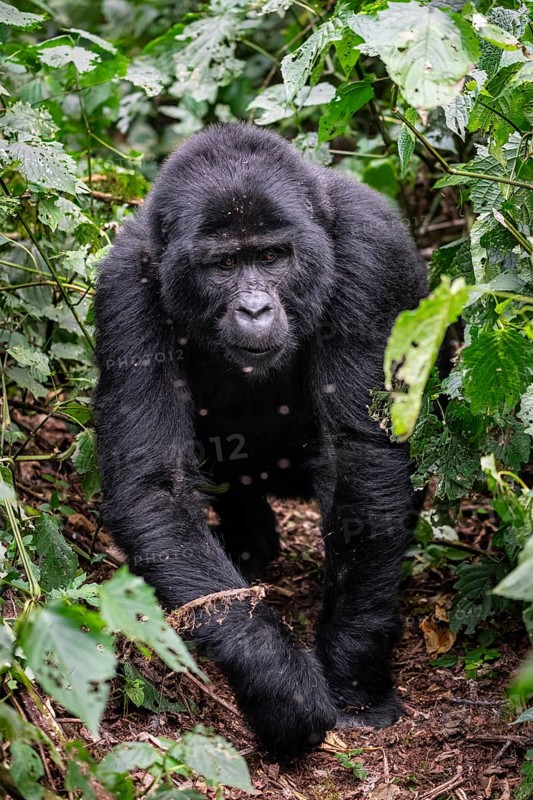 Mountain gorilla (Gorilla beringei beringei), gorilla running among leaves, Bwindi Impenetrable Forest, Uganda