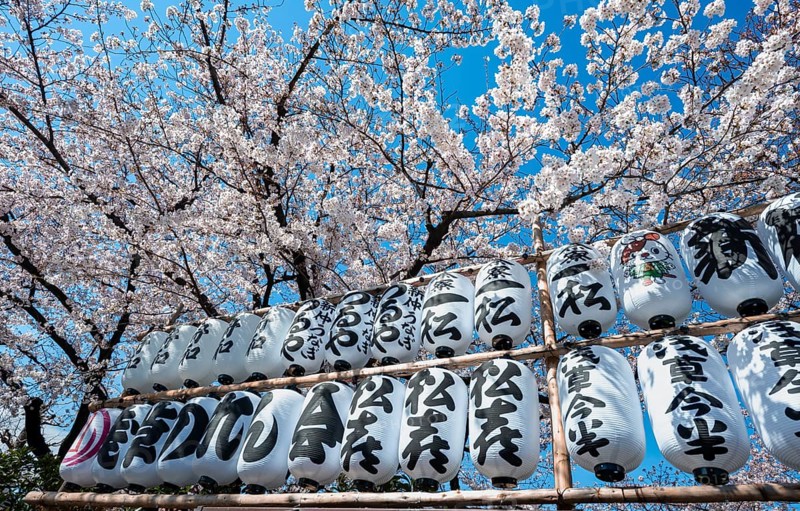 Blooming cherry trees and lanterns with Japanese characters, Buddhist temple complex, Senso-ji temple, Asakusa, Tokyo, Japan