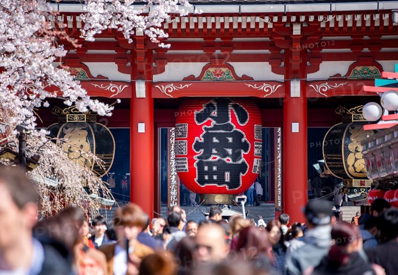 View of numerous visitors on Nakamise-dori shopping street with Hozomon Gate of Asakusa Shrine or Senso-ji Temple, blooming cherry trees, Buddhist temple complex, Asakusa, Tokyo, Japan