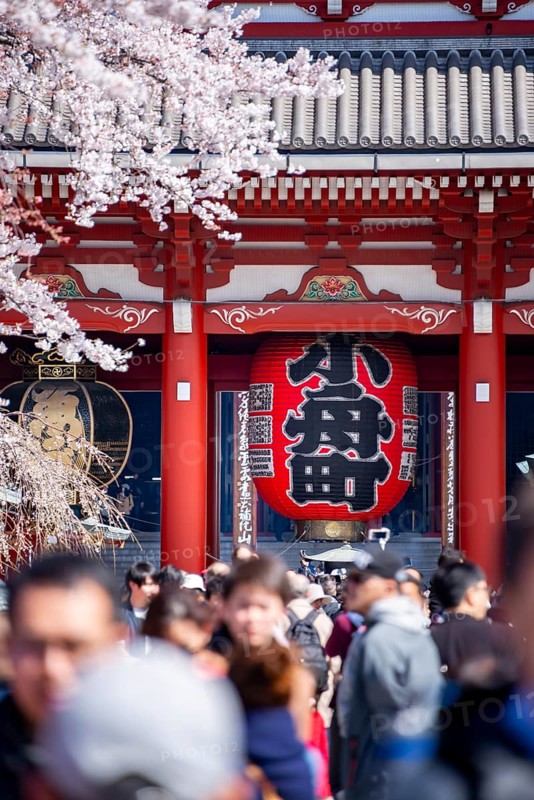 View of numerous visitors on Nakamise-dori shopping street with Hozomon Gate of Asakusa Shrine or Senso-ji Temple, blooming cherry trees, Buddhist temple complex, Asakusa, Tokyo, Japan