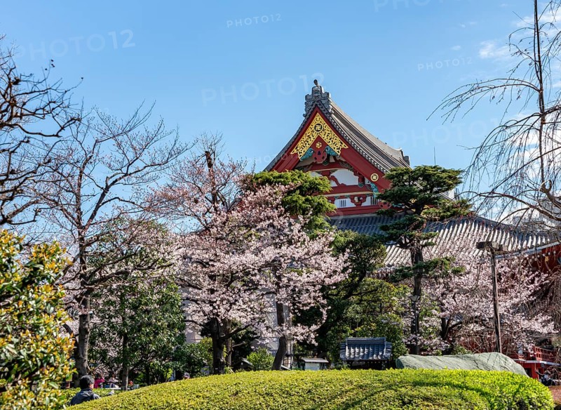 Blooming cherry trees and red-gold roof gable of a temple building, Buddhist temple complex, Asakusa shrine or Senso-ji temple, Asakusa, Tokyo, Japan