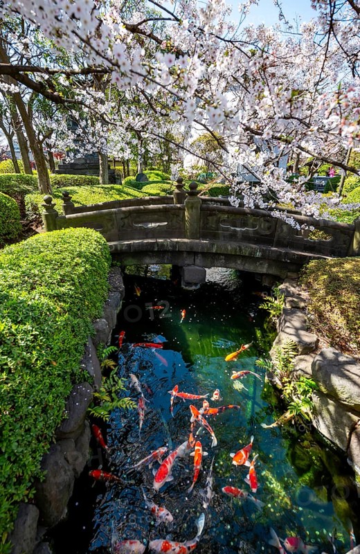 Blooming cherry trees and pond with koi carp, Buddhist temple complex, Asakusa shrine or Senso-ji temple, Asakusa, Tokyo, Japan
