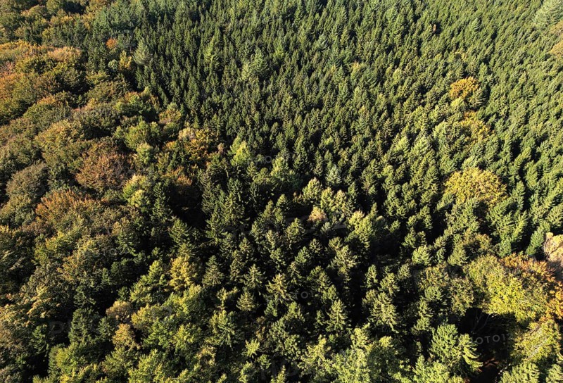 Aerial view, drone view of a mixed forest in the Harz Mountains, Saxony-Anhalt, Germany