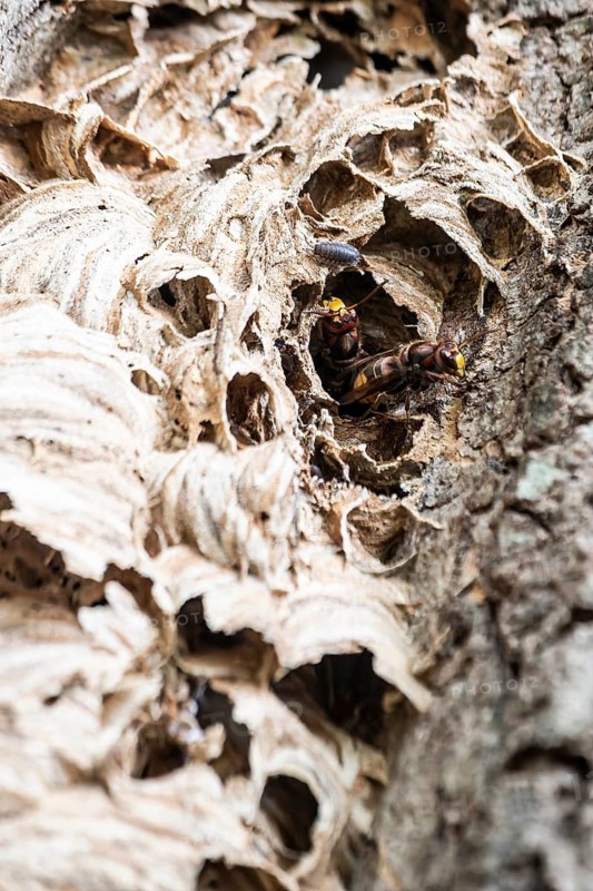 Hornissen (Vespa crabro), Emsland, Lower Saxony, Germany