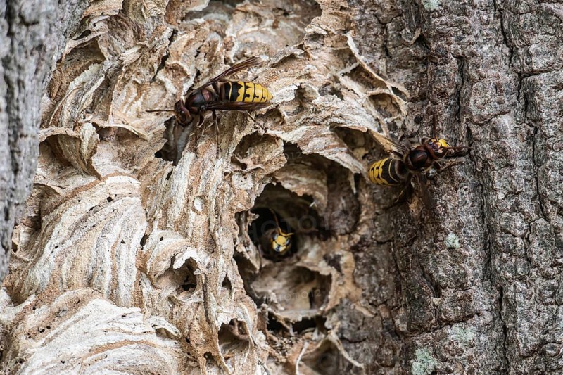 Hornissen (Vespa crabro), Emsland, Lower Saxony, Germany