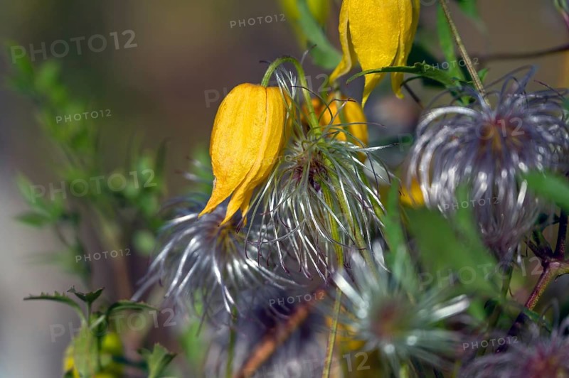 Gold Clematis (Clematis tangutica), Ahrenhoop, Darß, Mecklenburg-Western Pomerania, Germany