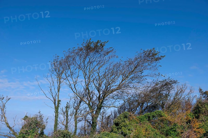 Sloping trees, so-called wind escapes on the Baltic Sea, Ahrenshopp, Darß, Mecklenburg-Western Pomerania, Germany