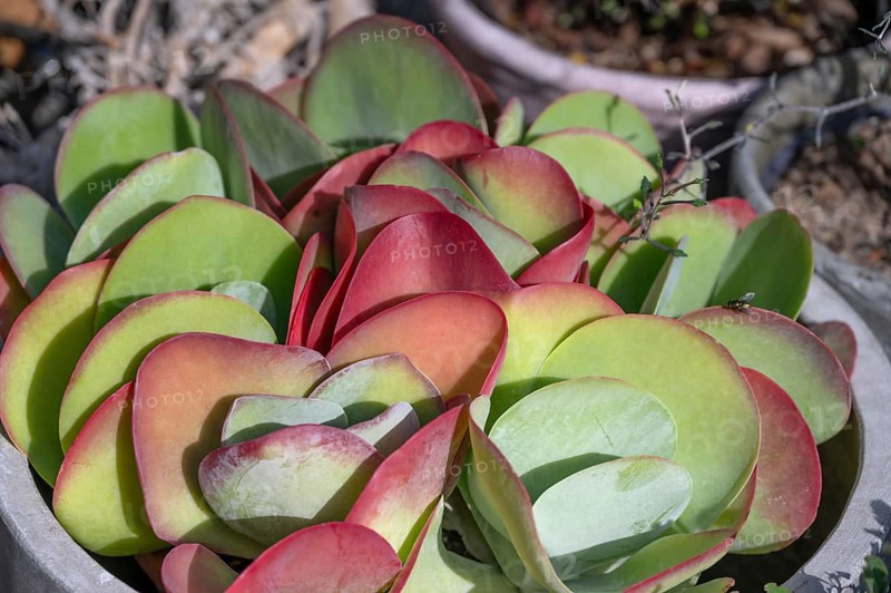 Leaves of the fat hen (Sedum), Bavaria, Germany
