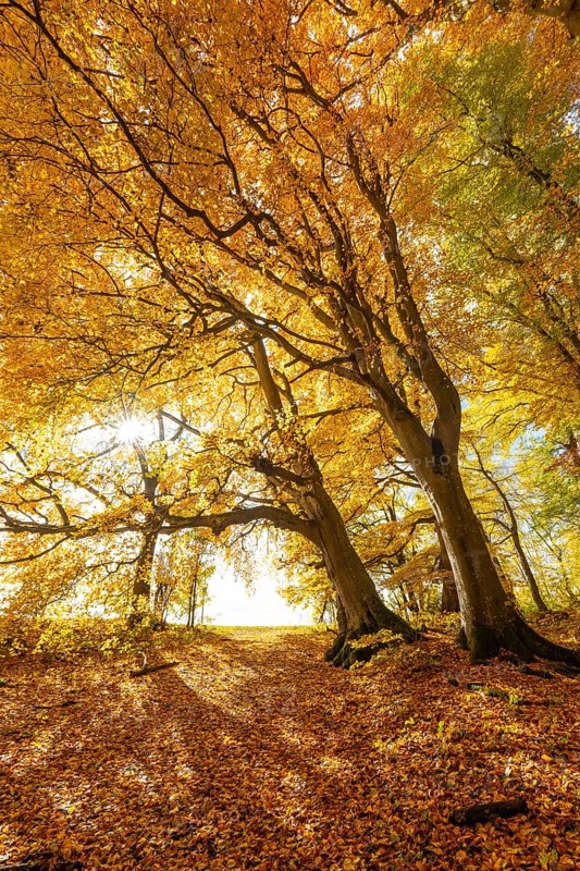 Bright autumn forest with large trees along a sunny hiking trail. Golden leaves cover the ground, warm light and clear air create Indian summer atmosphere, Swabian Jura, Baden-Württemberg, Germany