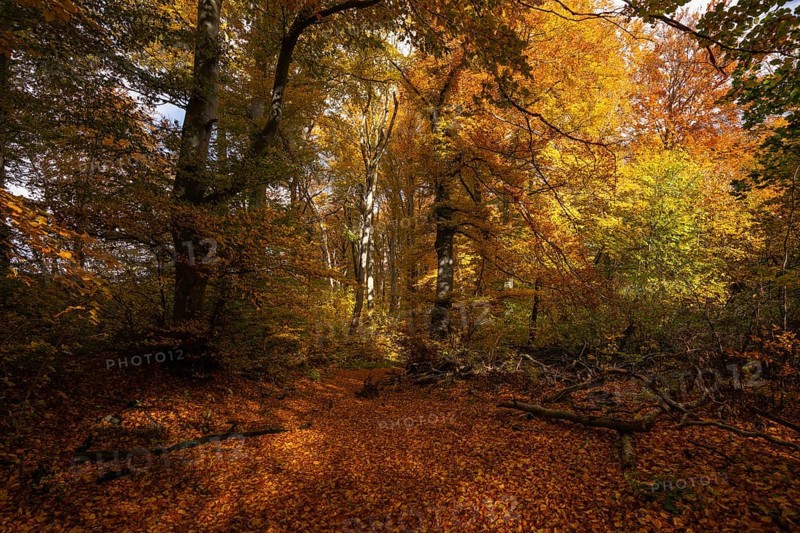 Bright autumn forest with large trees along a sunny hiking trail. Golden leaves cover the ground, warm light and clear air create Indian summer atmosphere, Swabian Jura, Baden-Württemberg, Germany