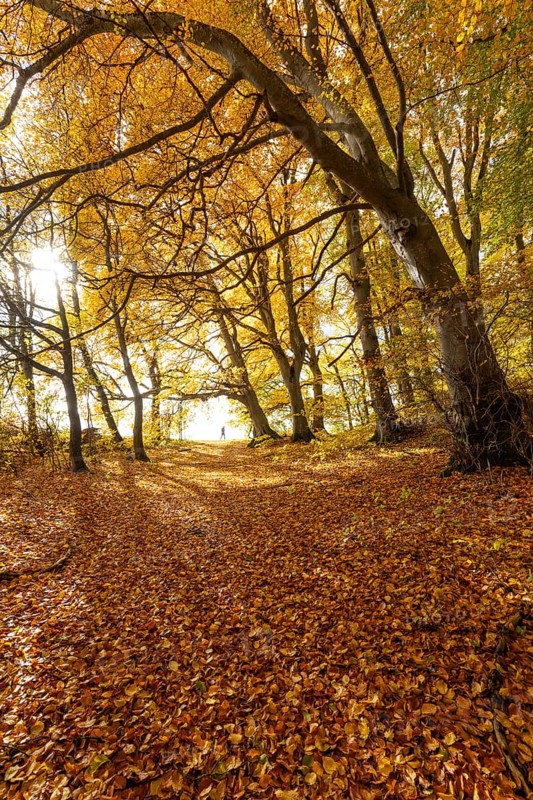 Woman wanders. Bright autumn forest with large trees along a sunny hiking trail. Golden leaves cover the ground, warm light and clear air create Indian summer atmosphere, Swabian Jura, Baden-Württemberg, Germany