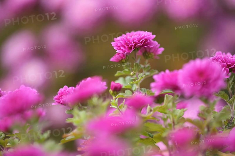 Chrysanthemums (Chrysanthemum), garden, Stuttgart, Baden-Württemberg, Germany